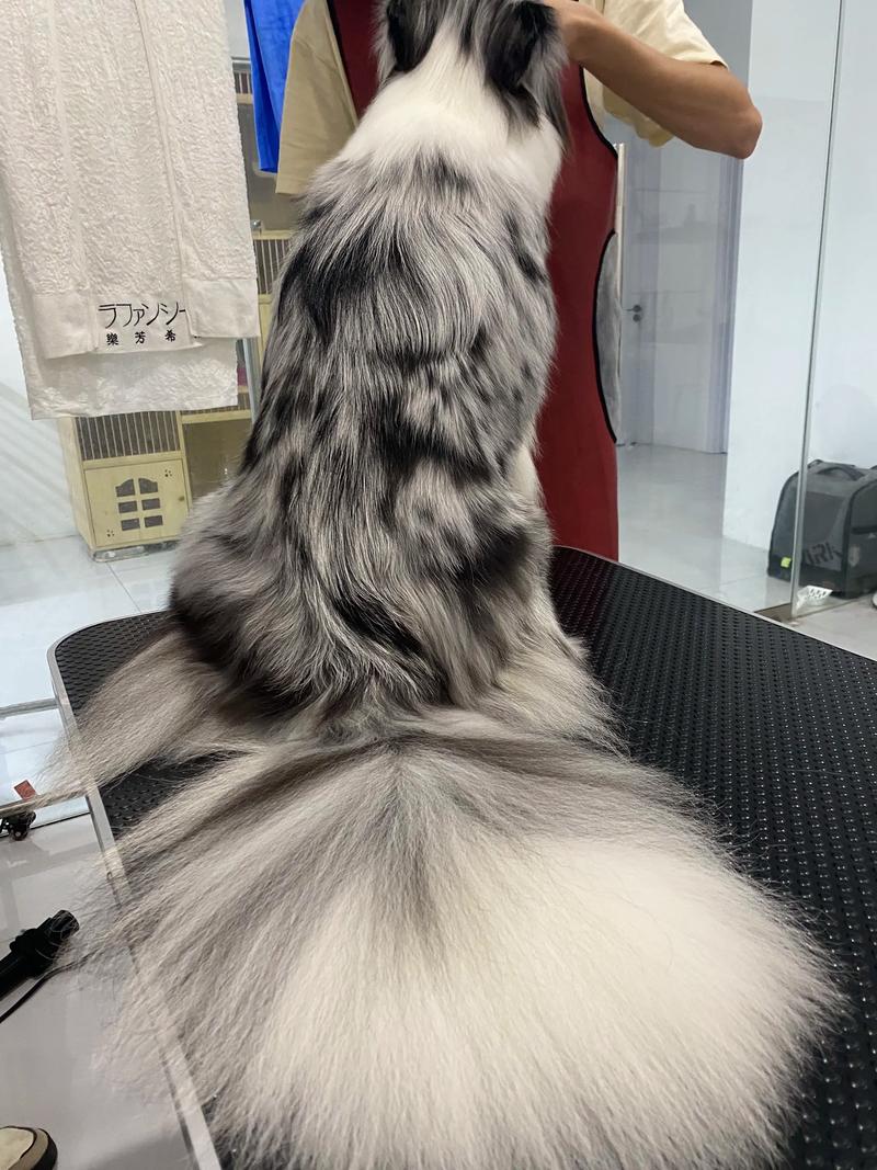 安阳宠物毛发拉直TOP3推荐:正规机构技术解析与选择指南