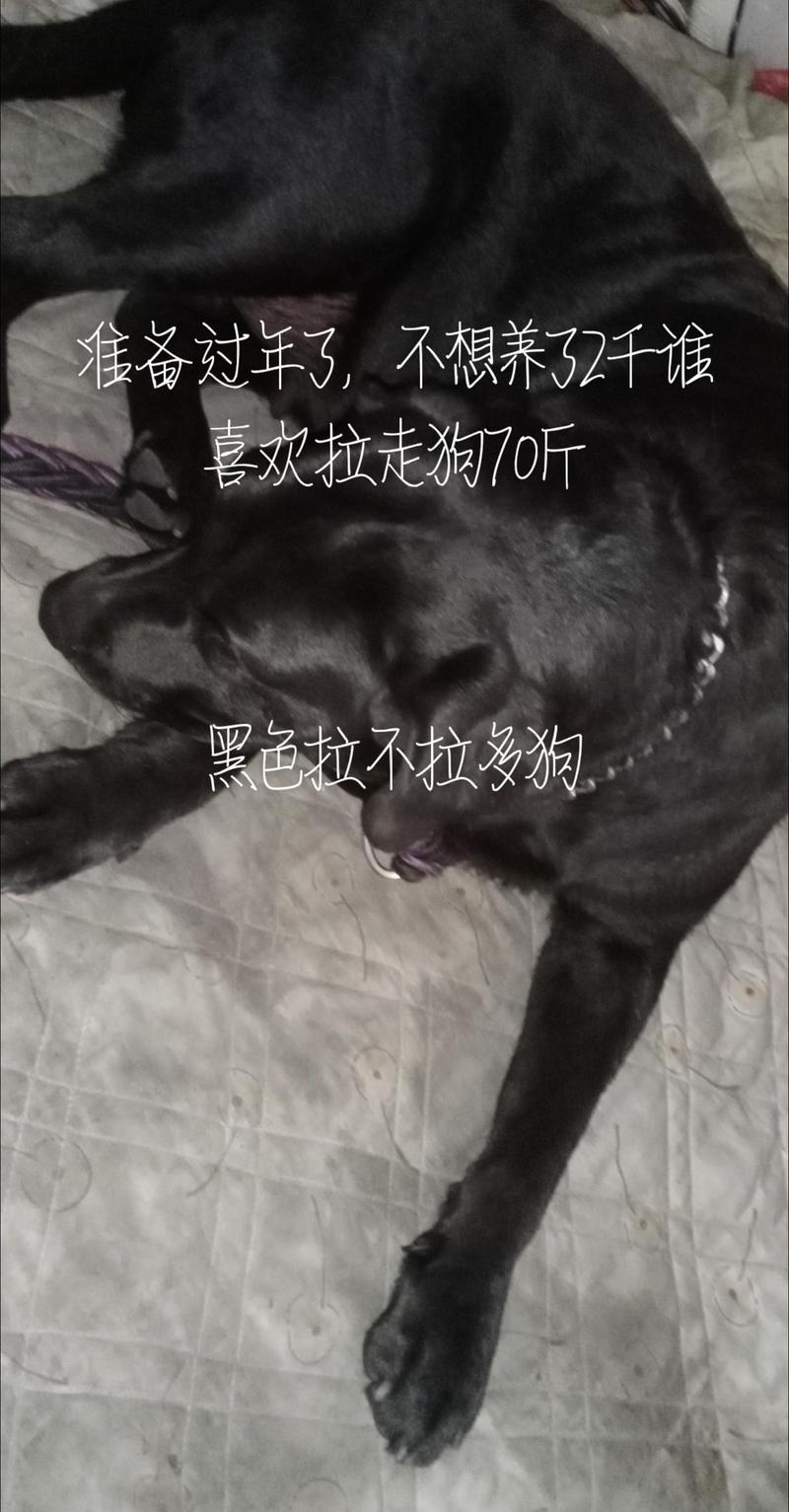 钦州拉布拉多厂家价格参考及2026年优质犬种推荐盘点