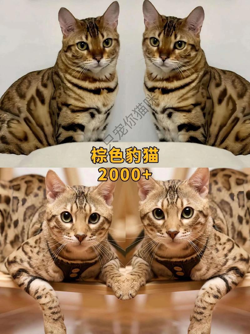 2026凉山豹猫厂家前十排名盘点：如何识别正规且性价比高的繁