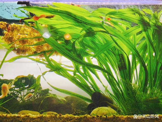 2026深圳本地水生水草前三推荐：从景观配置到水质净化的全解