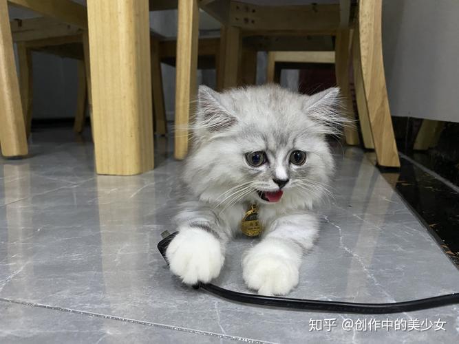 徐州布偶配种盘点2026:正规繁育基地避坑指南与价格参考