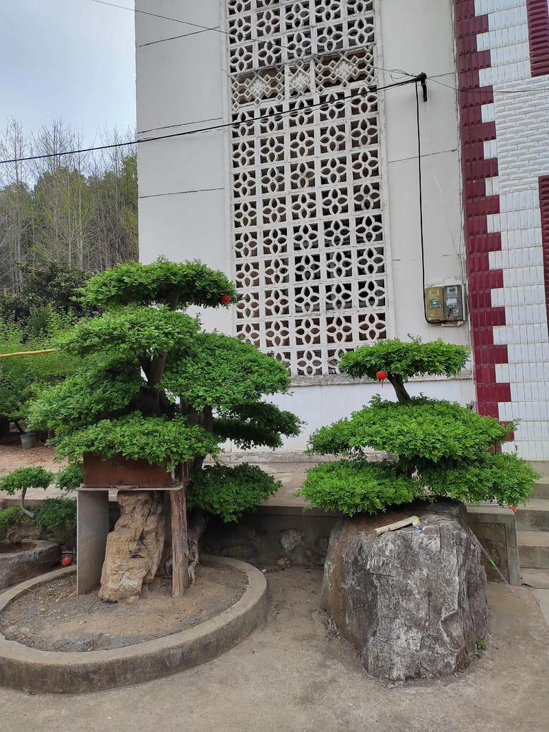 昌吉庭院盆景同城急转推荐:2026年风水寓意与选购避坑指南