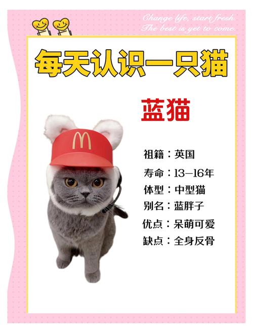 河源俄罗斯蓝猫正宗推荐清单:2026年前3强正规养殖场口碑盘