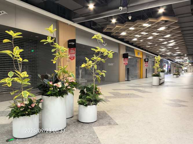 中卫商业花艺租赁养护商家专业避坑与养护指南