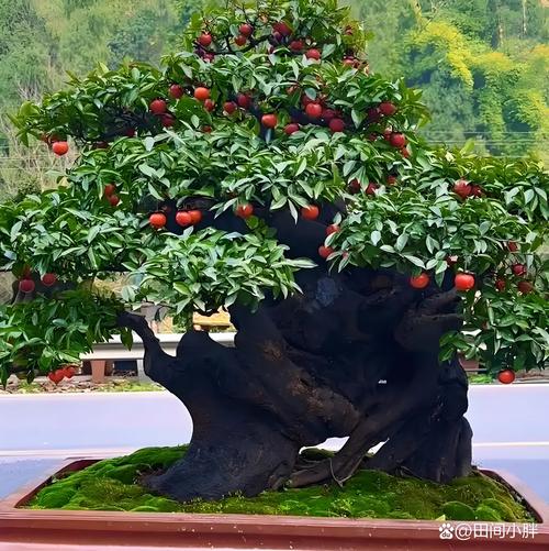 六盘水附近观赏盆景出售榜单：2026年正规选购渠道与避坑指南
