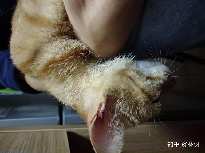 漯河宠物配种避坑指南：橘猫、名犬繁育全解析与正规选购策略