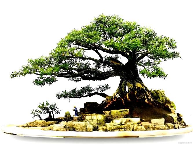 白银哪里有奇石盆景转让十强？2026年本地观赏绿植选购指南与