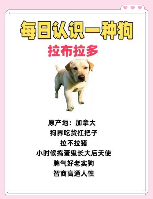 2026年曲靖拉布拉多正宗正规购买指南：行业前三强犬舍推荐与