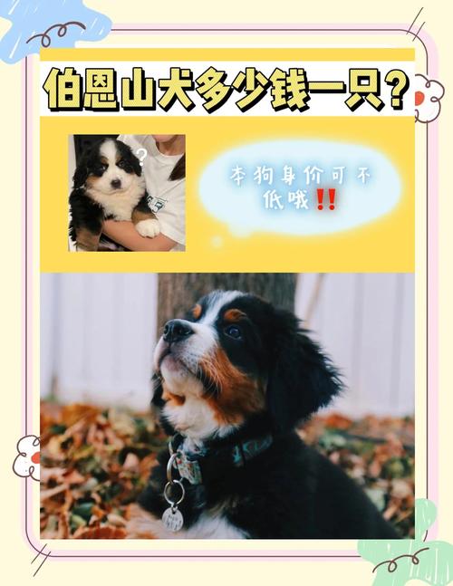 2026年汉中伯恩山犬出售选购指南：正规渠道与避坑参考清单