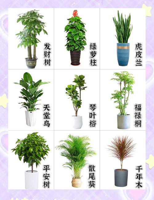 2026连云港本地盆栽绿植排行:庭院风水与科学养护指南