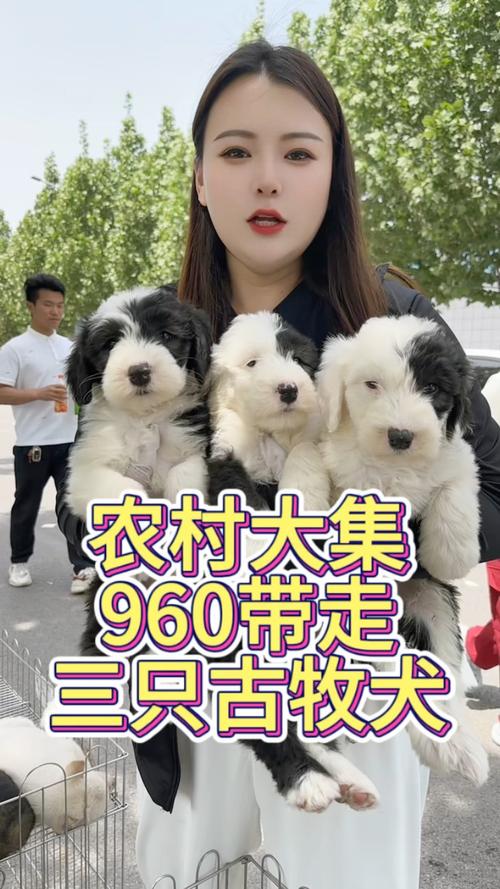 秦皇岛古牧厂家排行榜：2026年正规养殖场与纯种选购指南