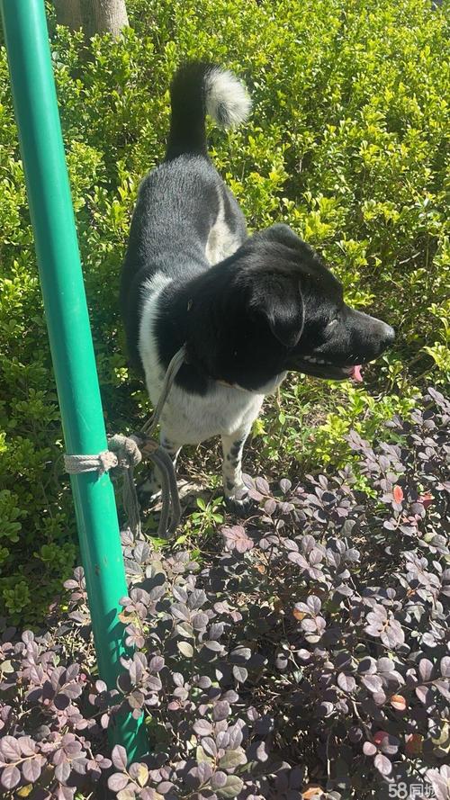 2026珠海秋田正宗5大推荐:正规犬舍如何选择与避坑指南
