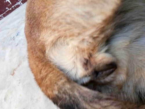 鹰潭马犬配种推荐指南：2026年如何选择正规靠谱的配种服务