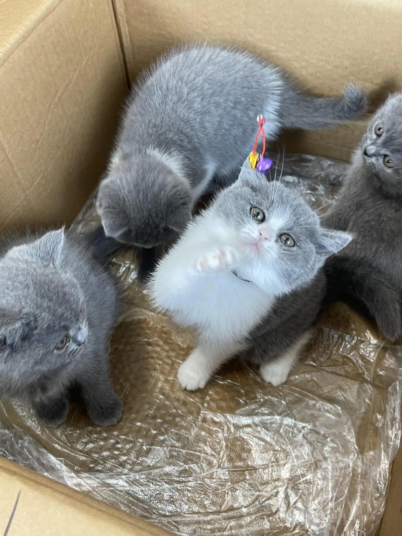 2026白城英短蓝猫配种正规推荐!TOP5繁育机构及价格避坑