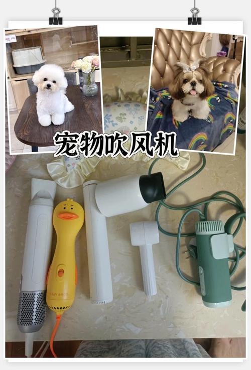 邢台宠物吹水机TOP3推荐:2026年口碑前5名榜单与避坑指