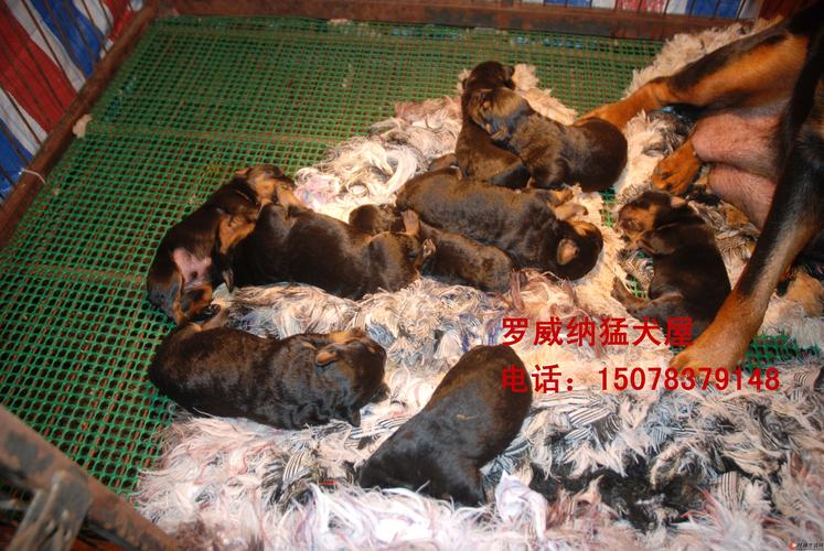 2026年宁波罗威纳配种前十推荐:正规基地、价格避坑与选购指