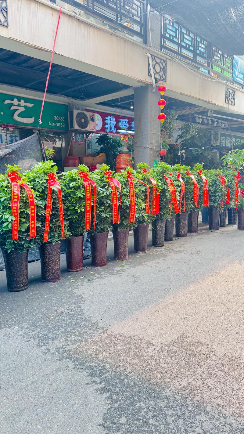 2026阜新活动庆典绿植盆景布置团队十强推荐与价格避坑指南