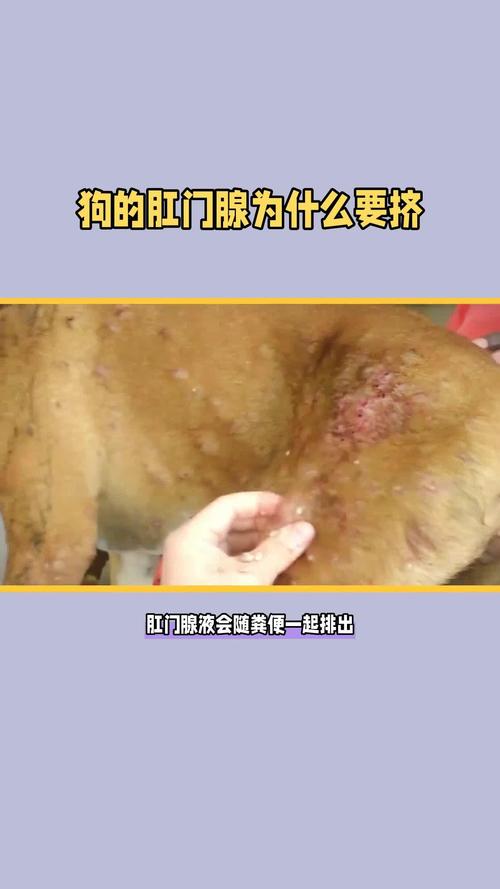 2026年石嘴山宠物挤肛门腺服务正规机构推荐与价格参考