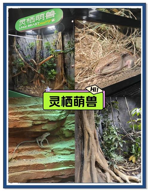 潍坊本地爬虫宠物排行:2026年口碑好的正规商家TOP5推荐 潍坊本地爬虫宠物排行:2026年口碑好的正规商家TOP5推荐