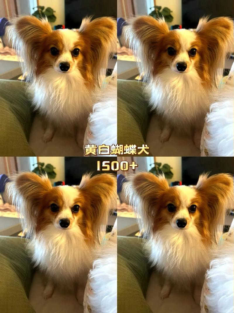 2026济宁蝴蝶犬出售推荐：正规渠道选购指南、价格参考与避坑