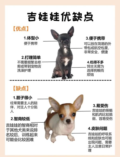 晋城吉娃娃厂家排行2026:正规纯种选购指南与避坑分析