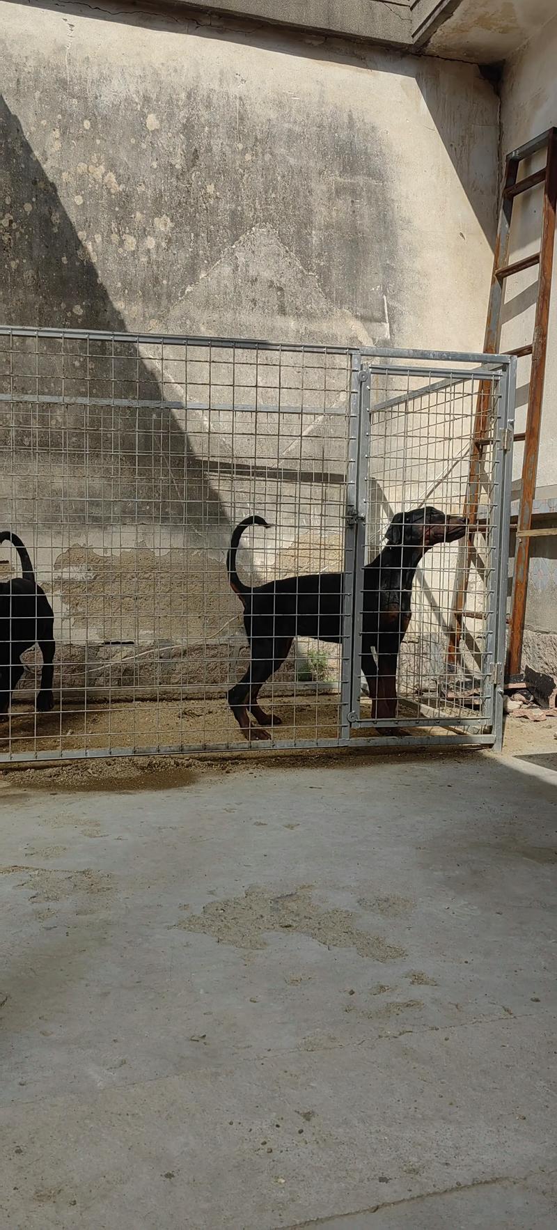 2026年阿勒泰杜宾犬选购避坑指南：正规厂家筛选与纯种犬鉴别