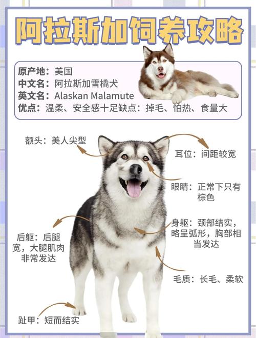 三门峡阿拉斯加配种避坑指南：2026年正规繁育与血统质量识别