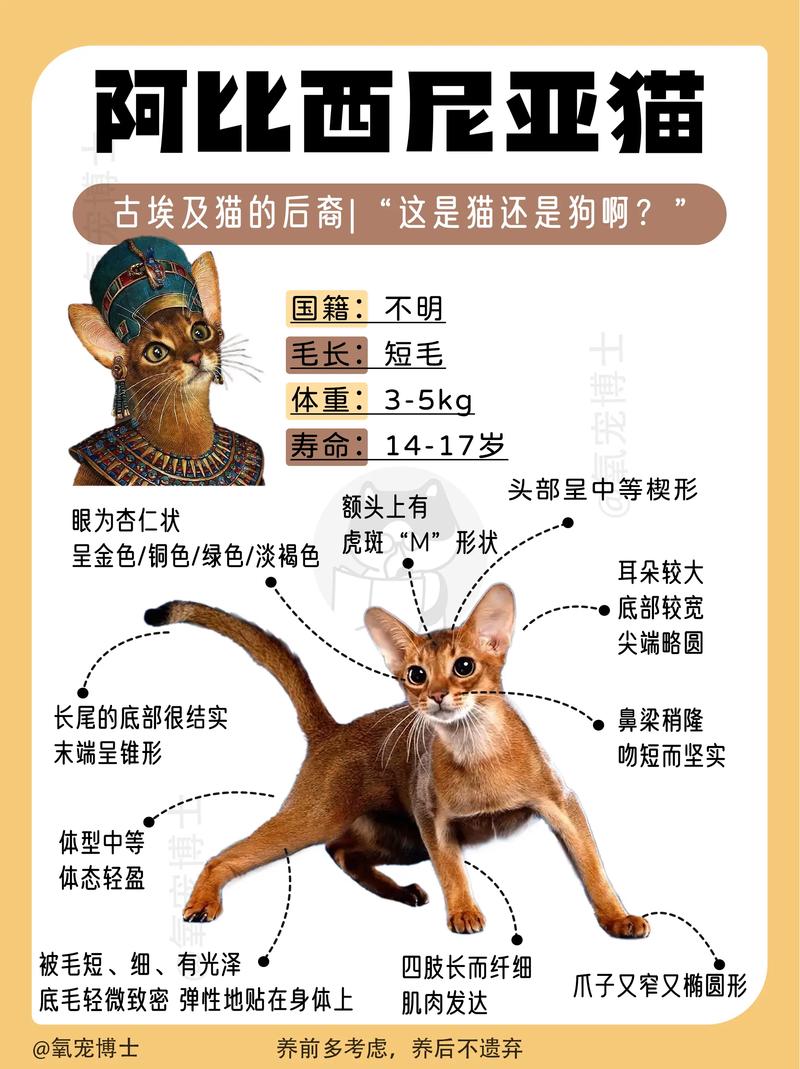 巴中埃及猫配种哪家好？2026正规繁育机构TOP3推荐及避坑
