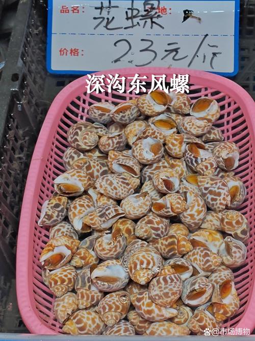 2026年梅州本地观赏螺怎么选?品种、价格与避坑全指南