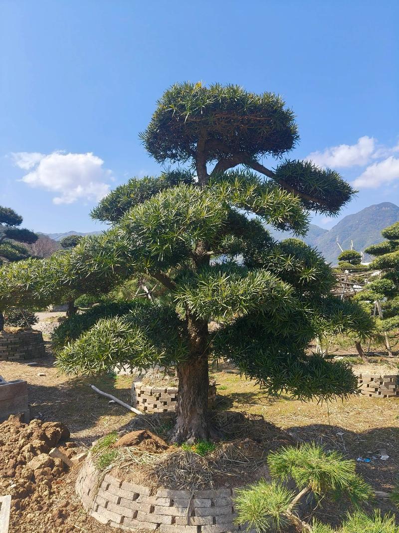 南充景观盆景常年养护公司推荐:十大服务商详解与专业养护指南