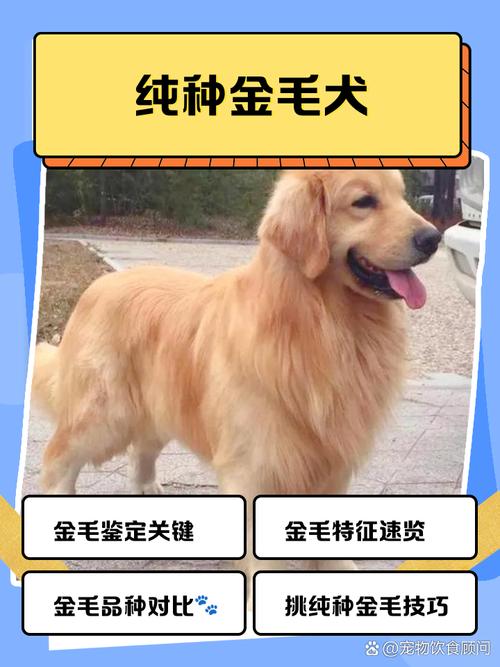 铁岭金毛配种避坑指南:2026年正规繁育机构选择参考 铁岭金毛配种避坑指南:2026年正规繁育机构选择参考