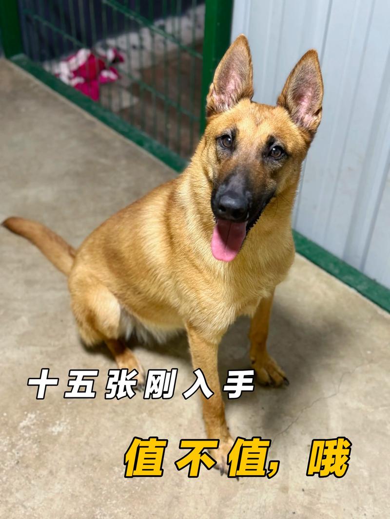 2026玉树马犬正宗推荐指南：正规渠道与选择标准全解析