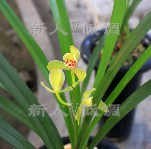 2026眉山盆景源头厂家推荐清单：正规厂家、价格与避坑全攻略