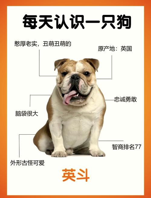 2026年北海英斗配种靠谱推荐与正规繁育基地筛选指南