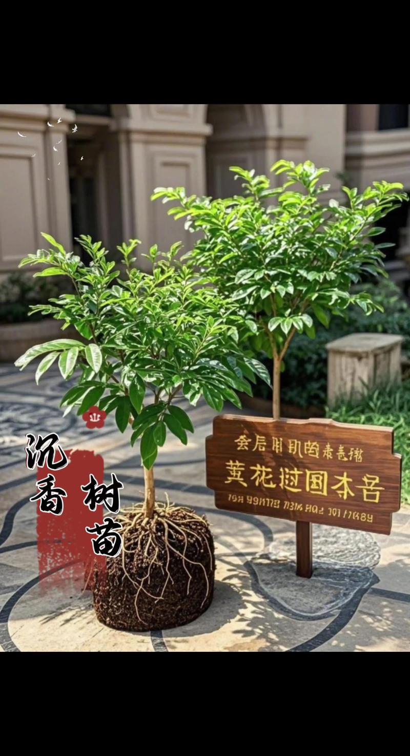 珠海本地园林种苗十强推荐:工程绿化项目的专业采购指南与施工要