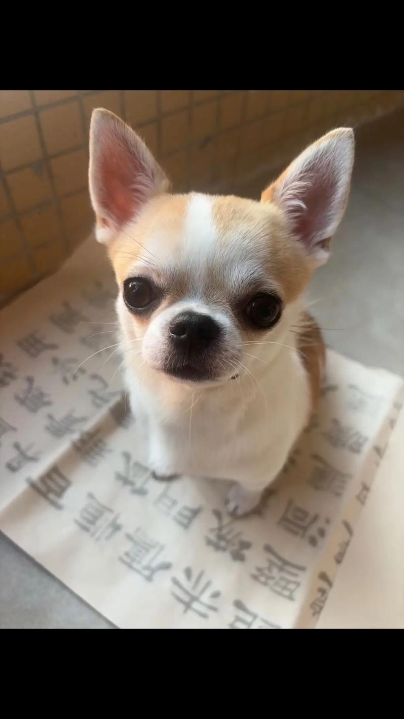 2026年北京吉娃娃正宗盘点:正规犬舍推荐与选购指南