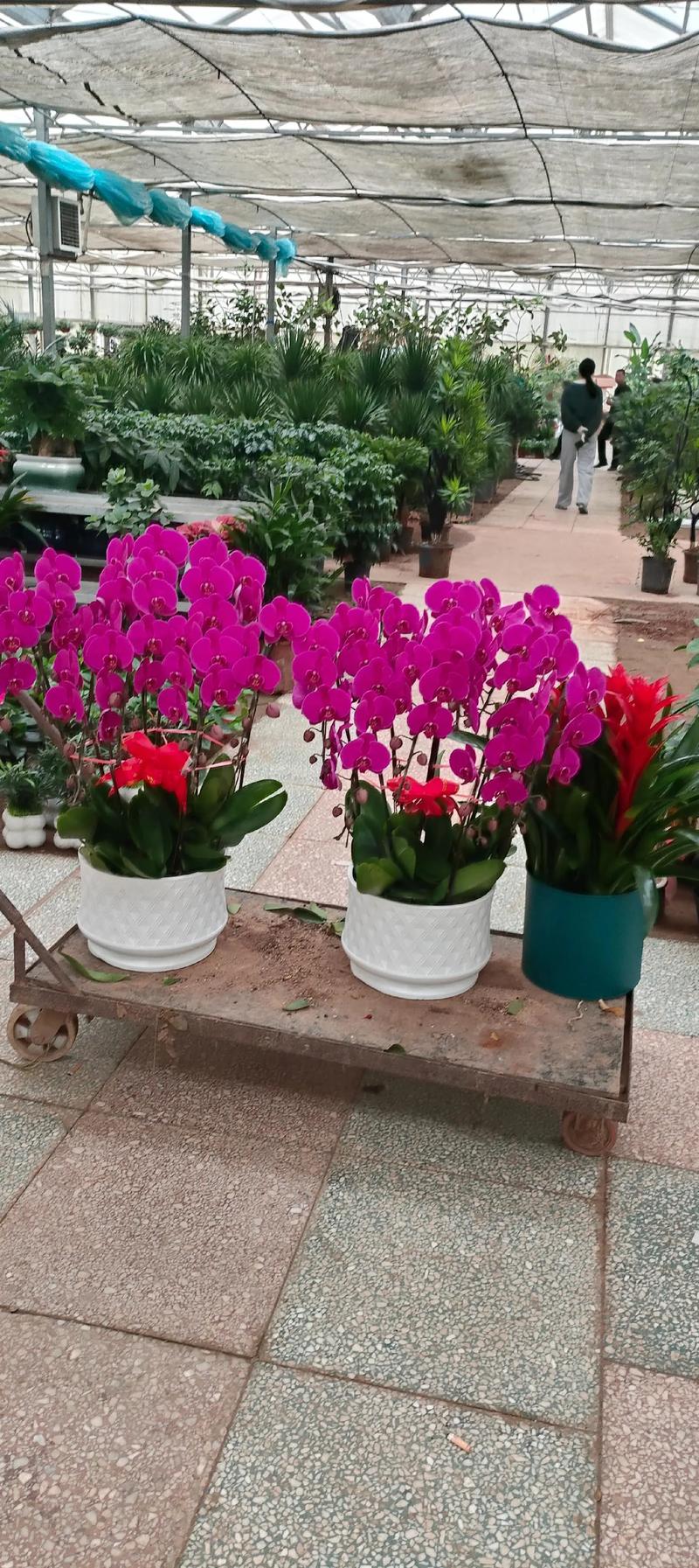吴忠鲜花绿植源头厂家TOP3推荐:2026年高品质供应商避坑