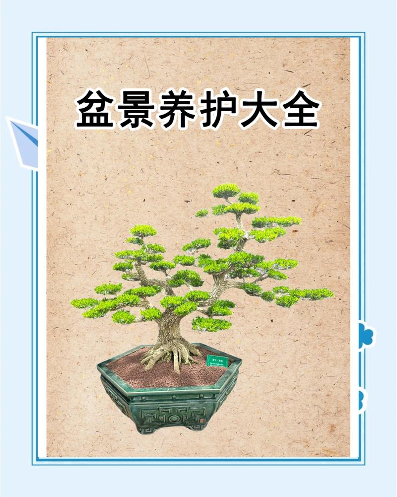 聊城盆景上门养护团队TOP5：2026年专业养护管理全攻略