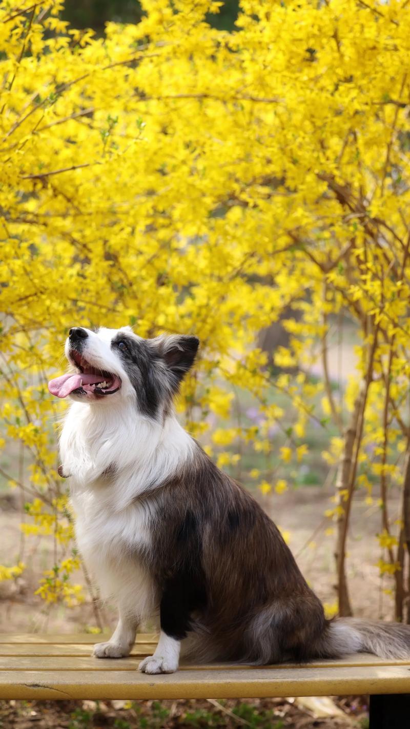 2026平顶山边牧正宗排行榜:正规犬舍推荐与价格避坑指南