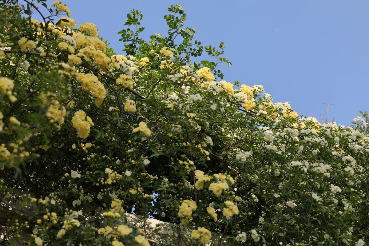 孝感观赏花卉门店前十推荐:花色花期与越冬越夏全攻略