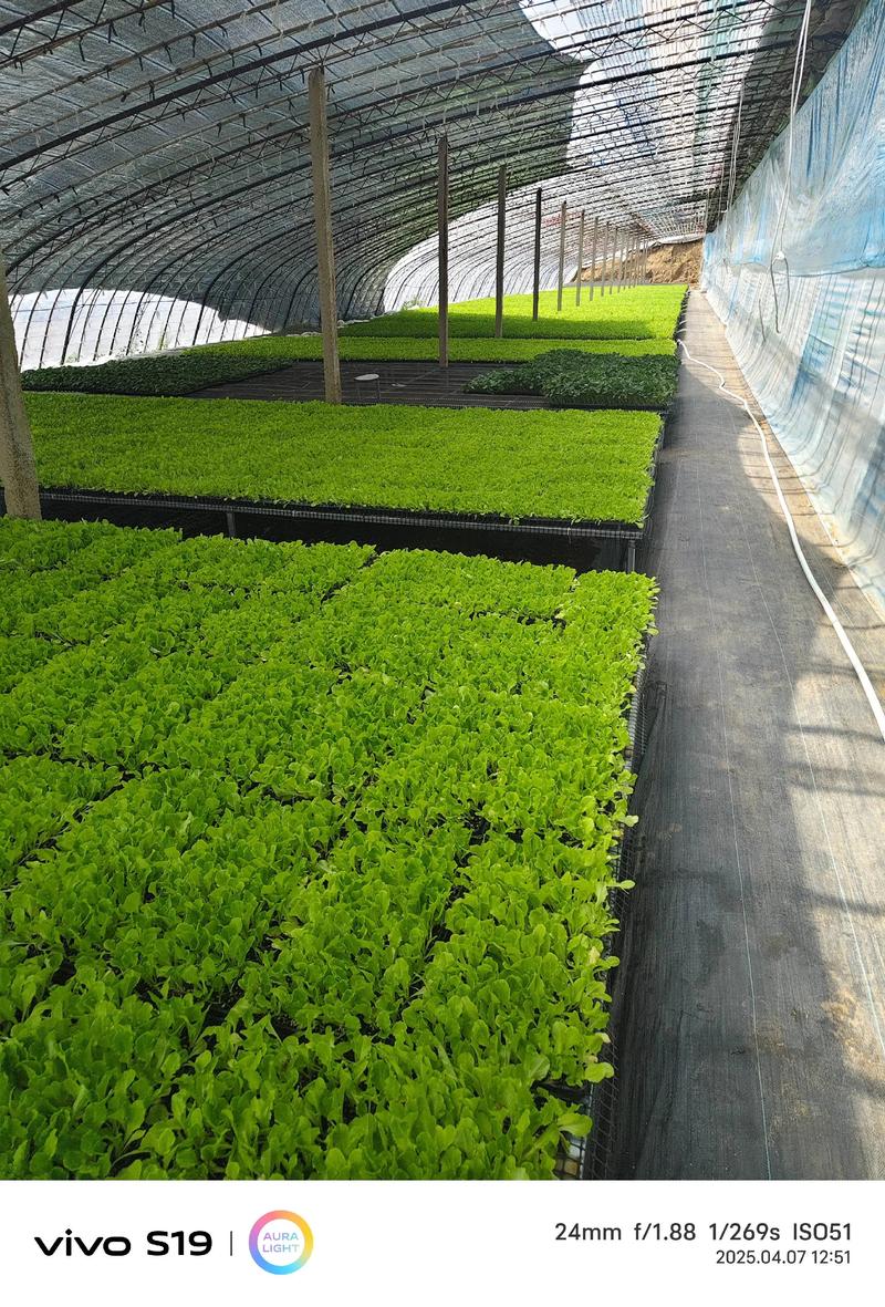 日照园林种苗专业推荐:2026年工程绿化种植技术、规格与成本
