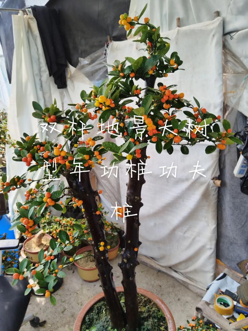 随州盆景源头厂家推荐清单：2026年正规实力企业TOP5及避