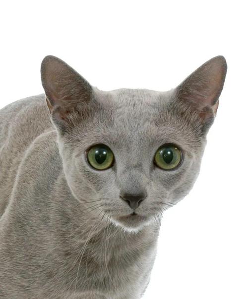 曲靖俄罗斯蓝猫纯种价格解析：2026年正规宠物市场报价与选购