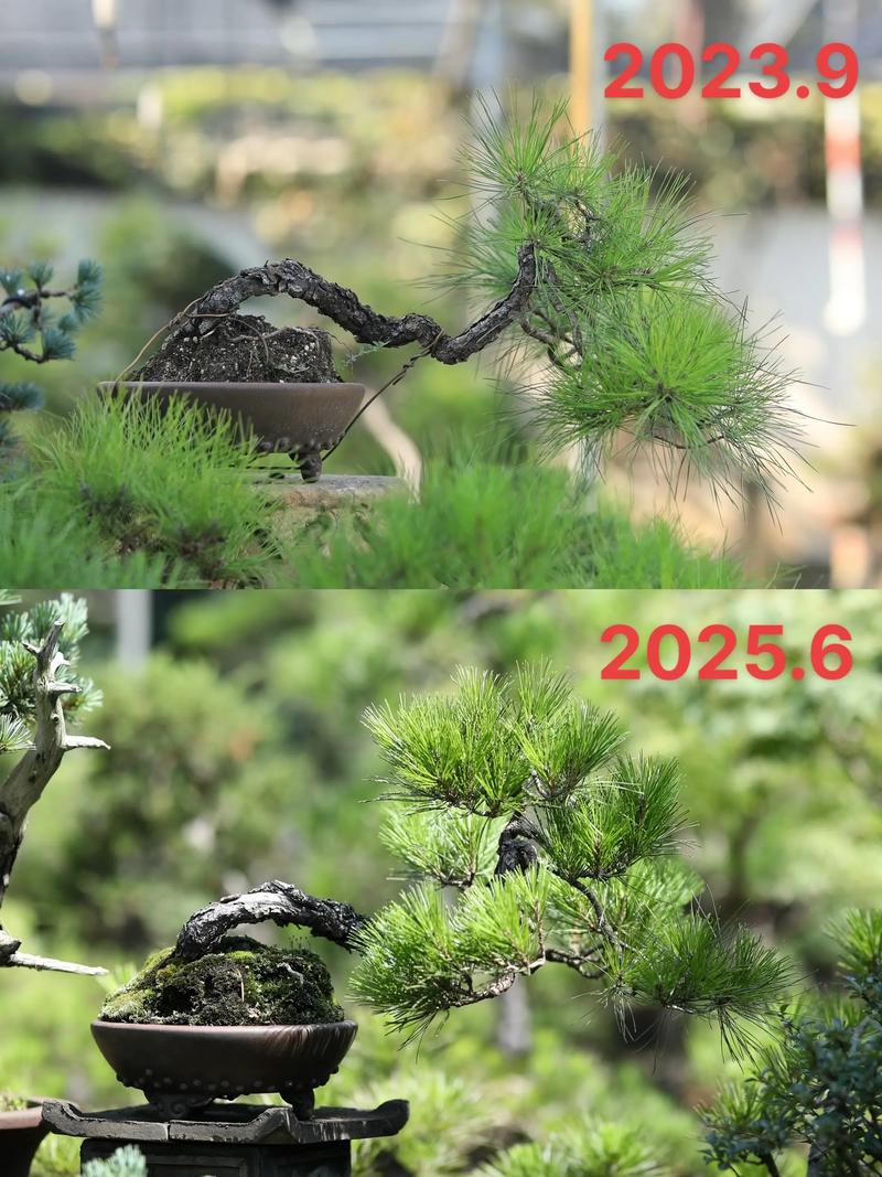 宿州盆景本地商家TOP3推荐:2026年源头厂家、批发采购与