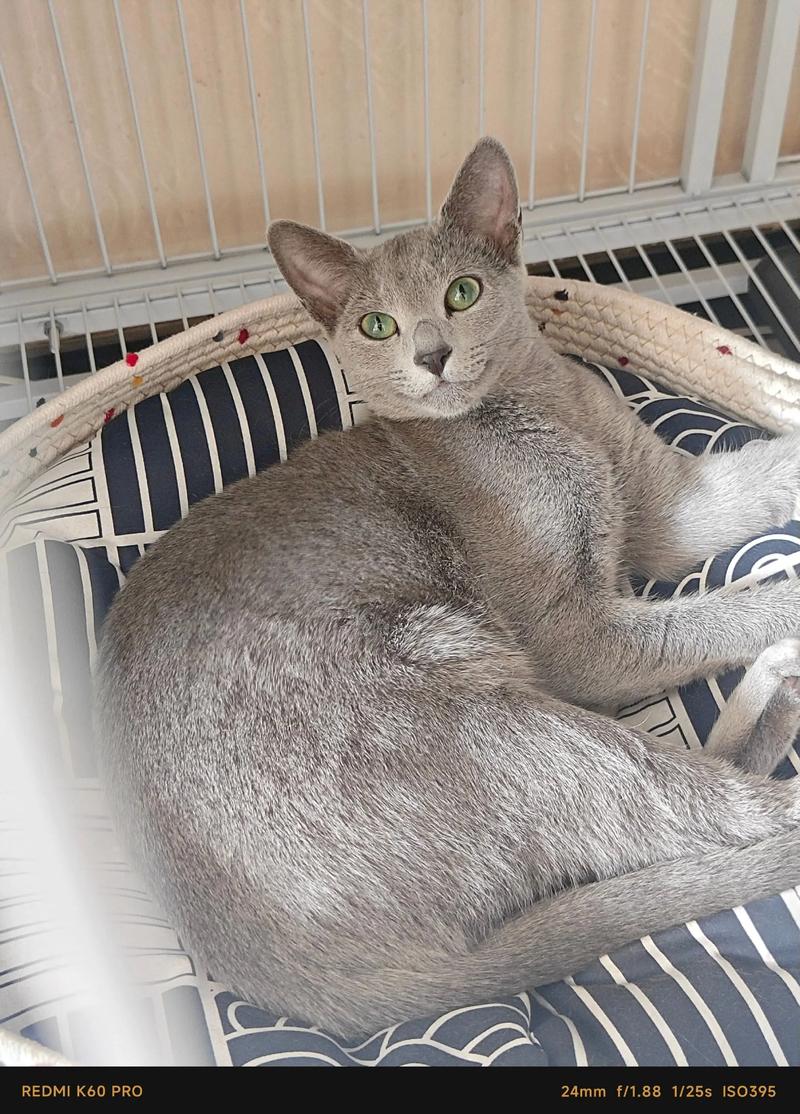 2026张家口俄罗斯蓝猫出售哪家强?正规繁育渠道与选购指南