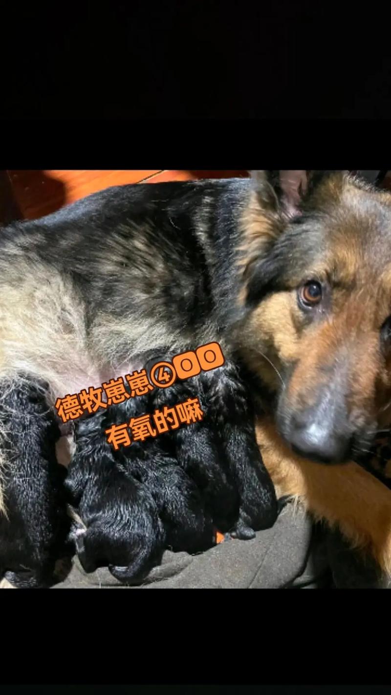 潮州德牧配种前5名口碑推荐:2026正规繁育基地选择指南