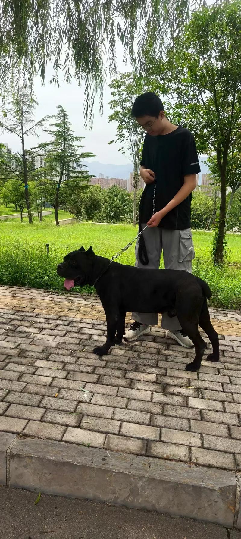 2026上饶卡斯罗纯种正规犬舍推荐：价格、口碑及避坑指南