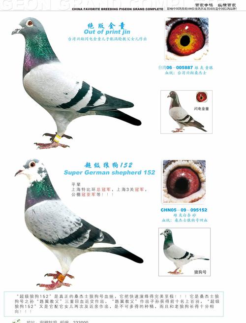 2026年临夏卡斯罗配种企业推荐与正规价格参考