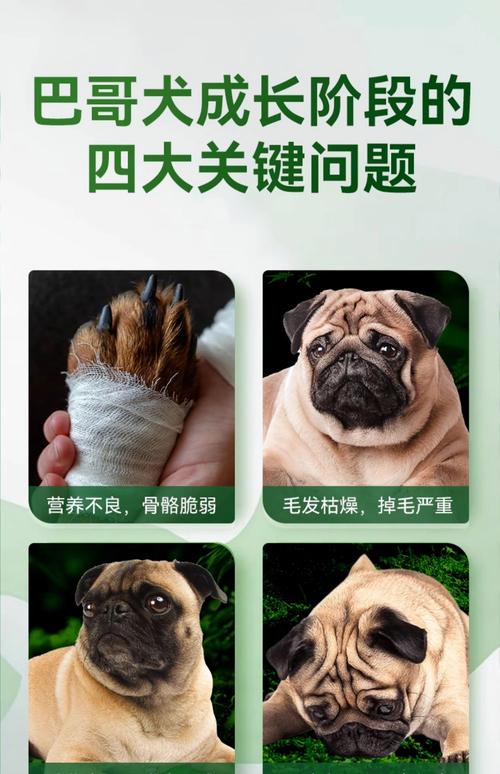 安阳巴哥厂家怎么选?2026年正规购买避坑与推荐指南