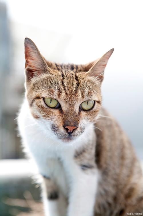 廊坊新加坡猫纯种 TOP5 正规推荐与避坑指南(2026)